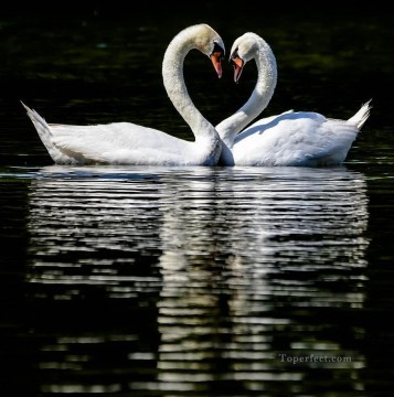  Amour Tableaux - cygne amour oiseaux